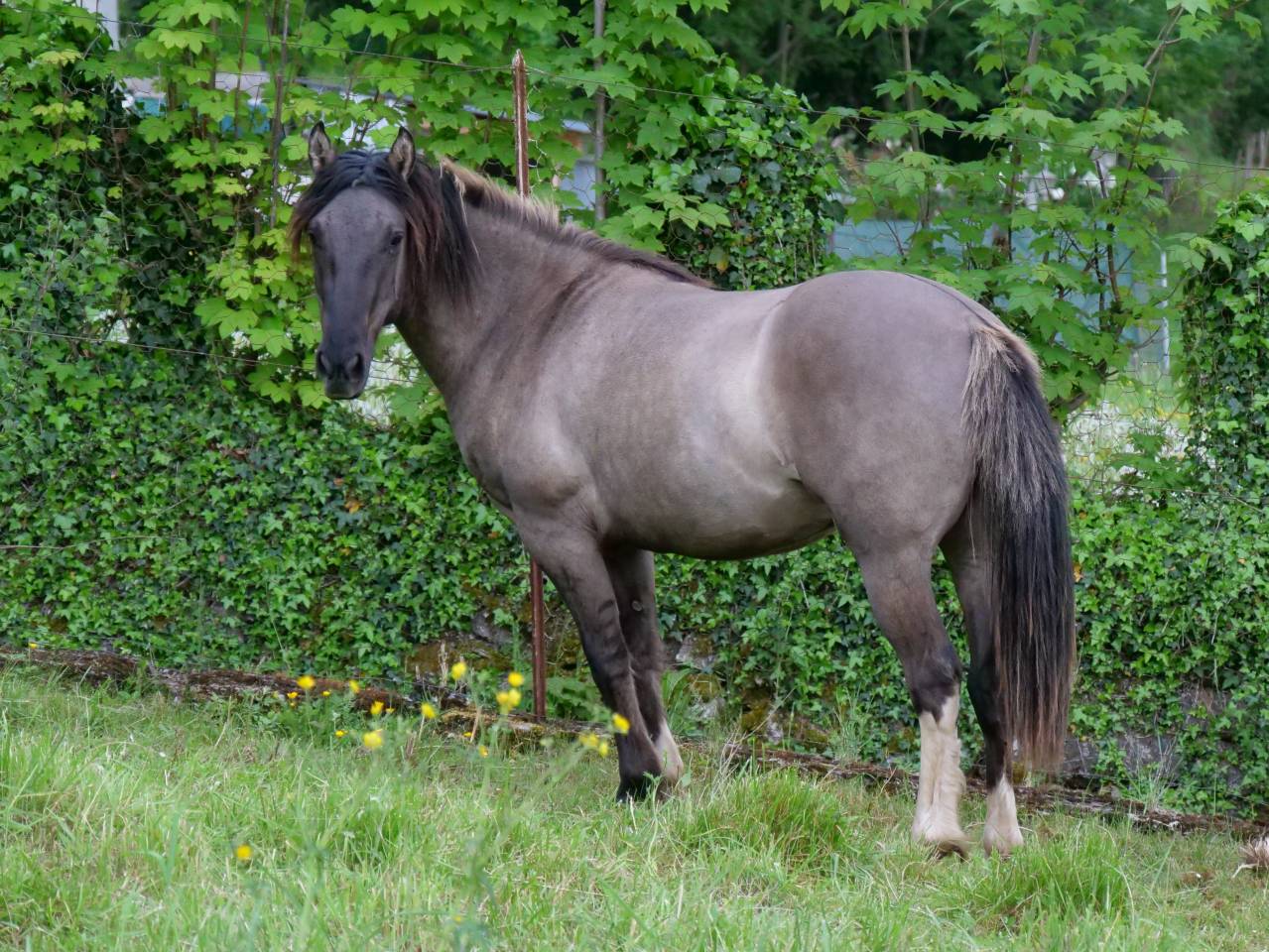 Ruin Andere pony rassen Te koop 2024 Muisgrijs