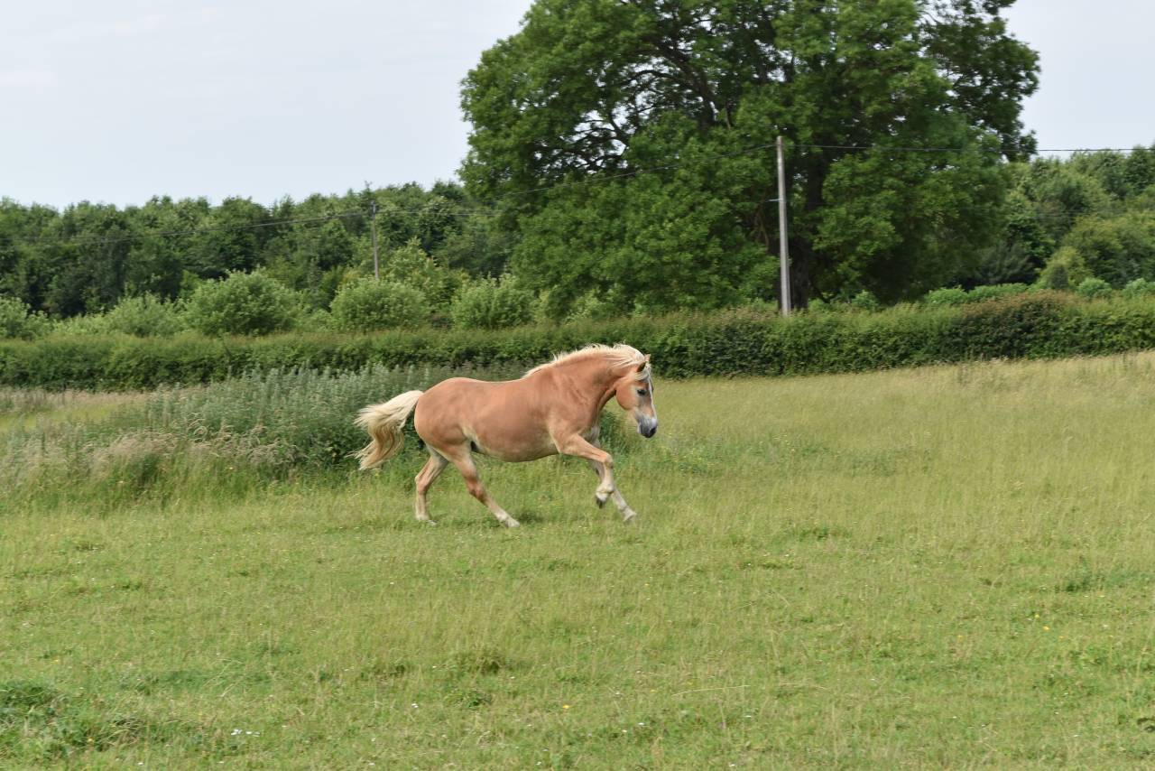 Merrie Haflinger Te koop 2012 Vos ,  liz Alcantara