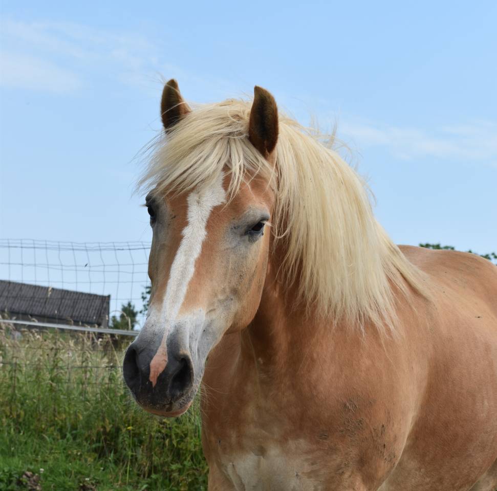 Merrie Haflinger Te koop 2012 Vos ,  liz Alcantara