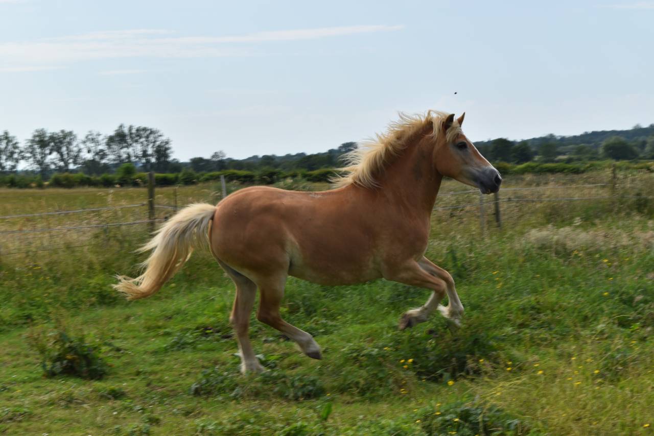 Merrie Haflinger Te koop 2012 Vos ,  liz Alcantara