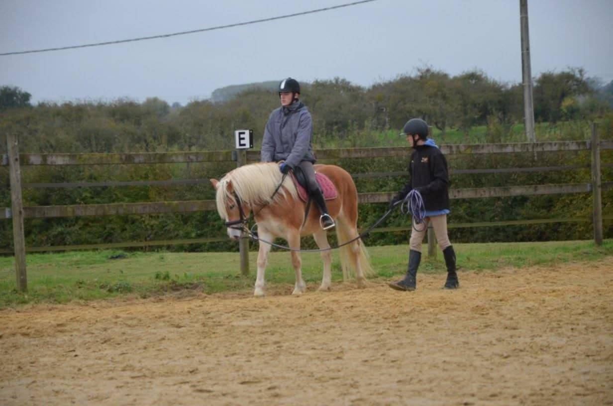 Merrie Haflinger Te koop 2012 Vos ,  liz Alcantara