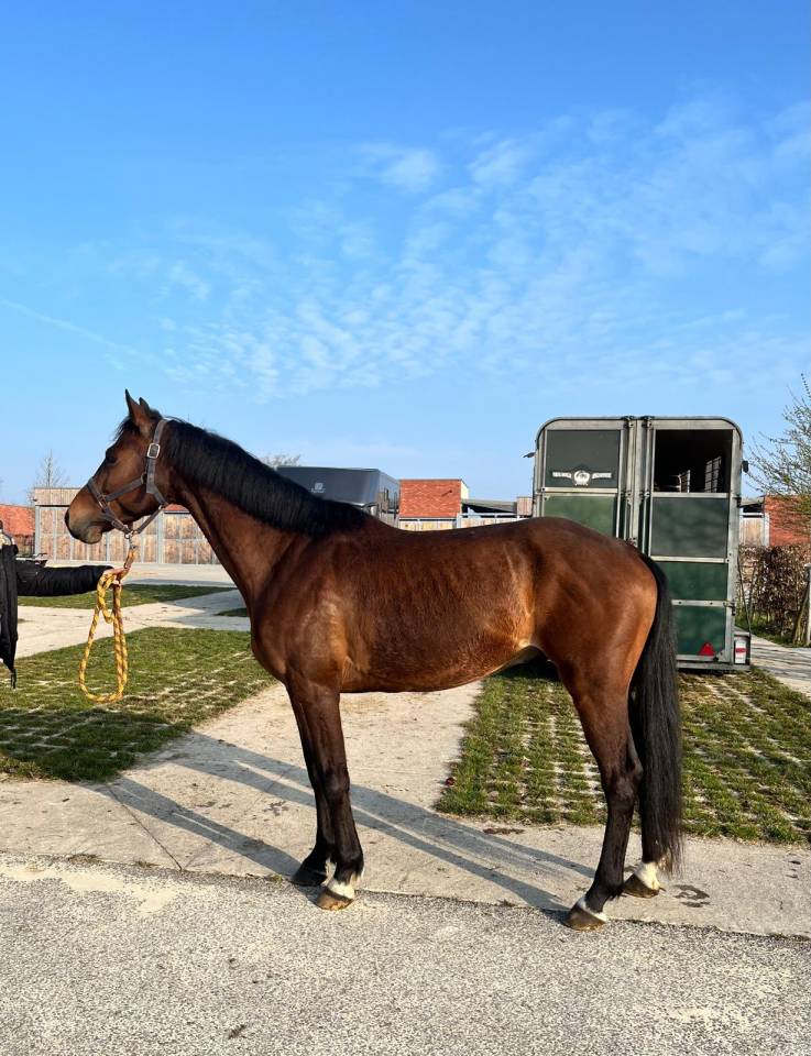 Ruin Zangersheide Te koop 2020 Donker bruin / bai