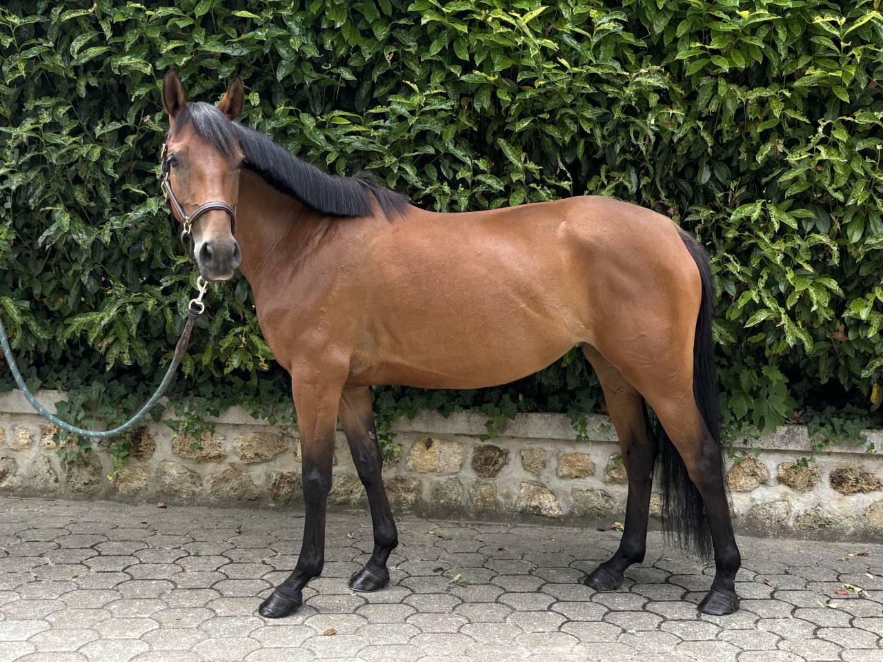 Merrie Andere pony rassen Te koop 2021 Donker bruin / bai