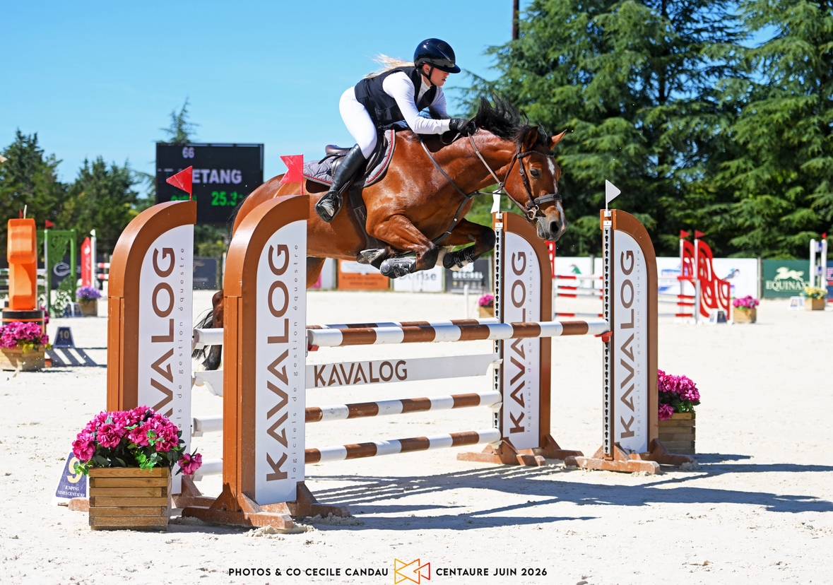 Ruin Franse rijpony PFS Te koop 2020 Donker bruin / bai