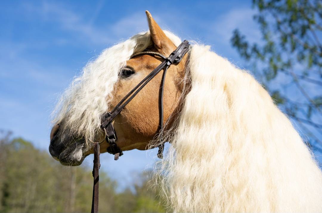 Santa cruz  - Haflinger 2018 ,  SULTAN