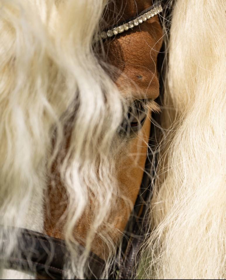 Santa cruz  - Haflinger 2018 ,  SULTAN