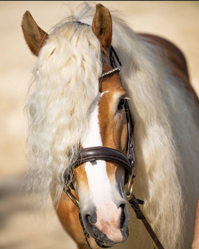 Santa cruz  - Haflinger 2018 ,  SULTAN