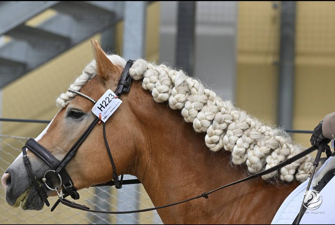 Santa cruz  - Haflinger 2018 ,  SULTAN