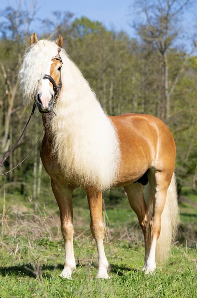 Santa cruz  - Haflinger 2018 ,  SULTAN