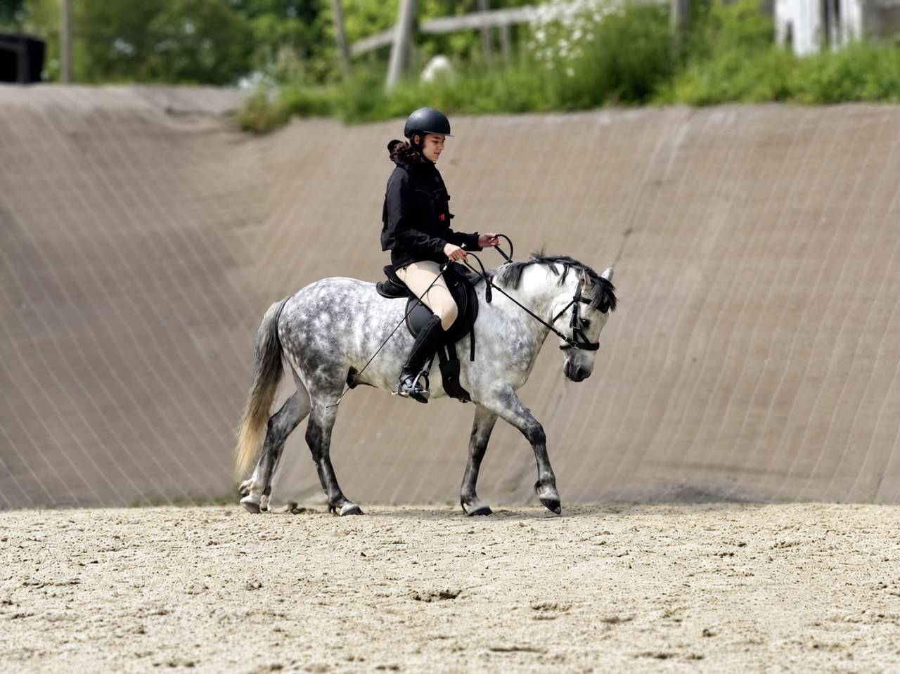 Ruin Franse rijpony PFS Te koop 2016 Schimmel ,  Golden hero 2