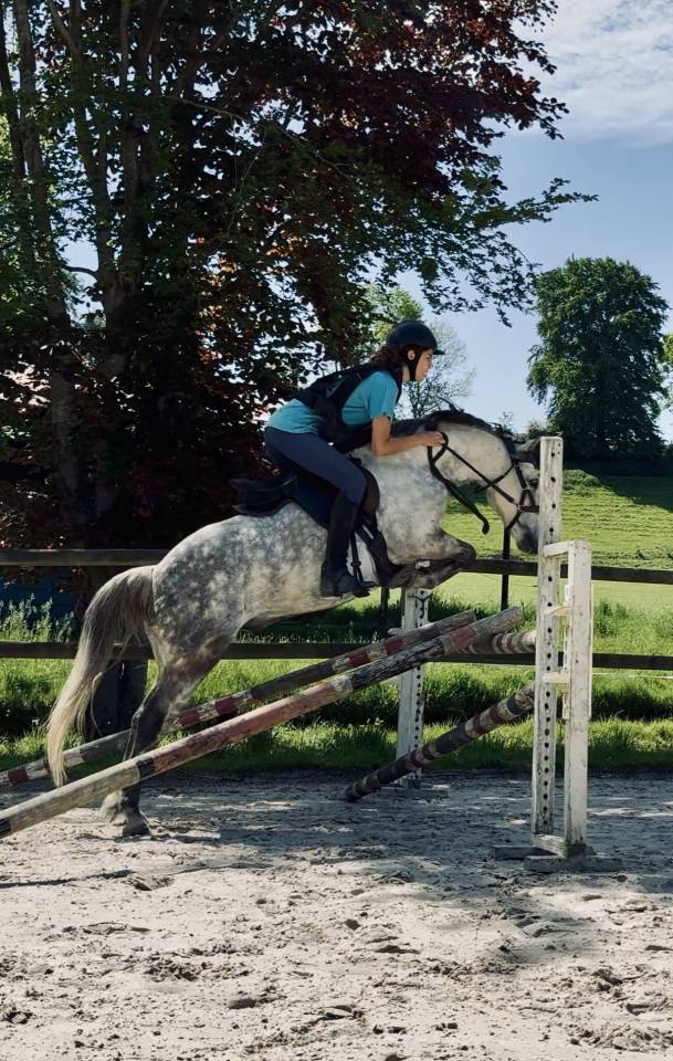 Ruin Franse rijpony PFS Te koop 2016 Schimmel ,  Golden hero 2