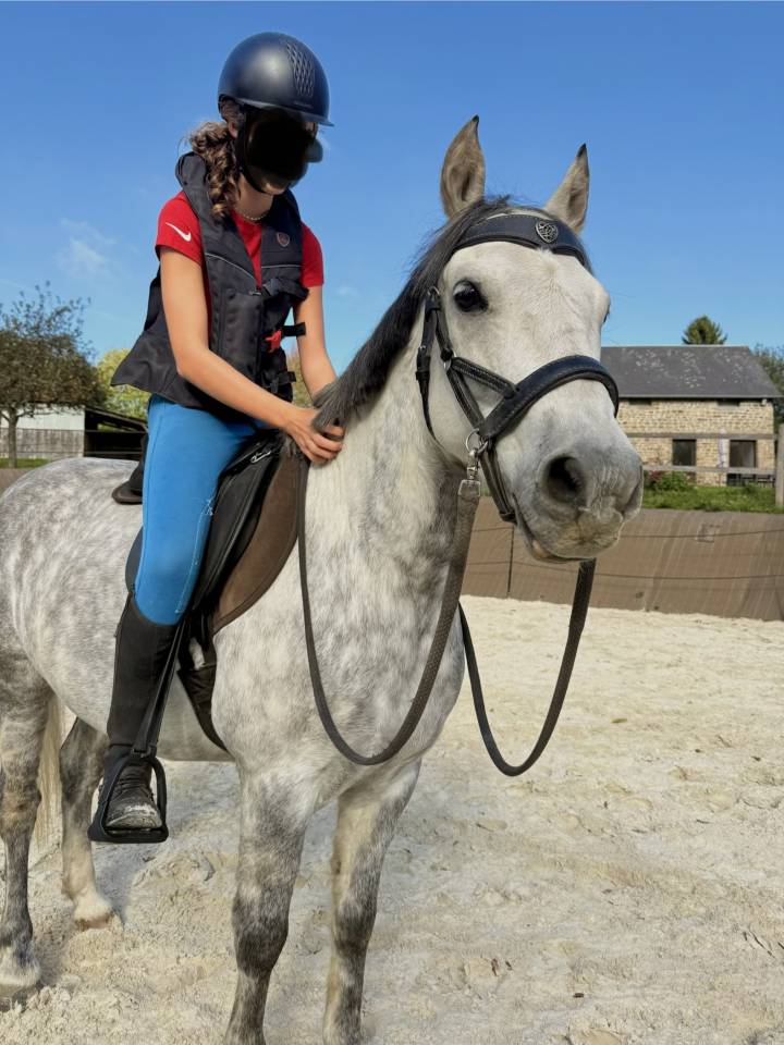 Ruin Franse rijpony PFS Te koop 2016 Schimmel ,  Golden hero 2