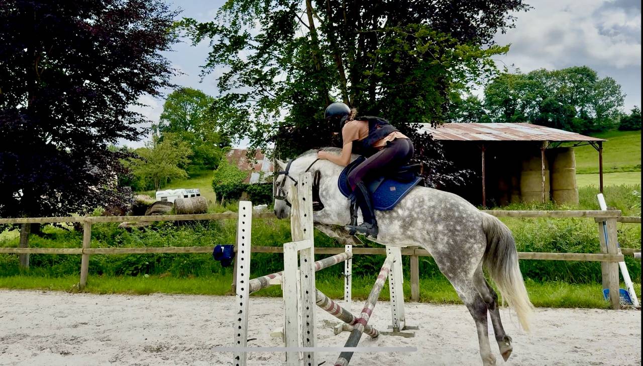 Ruin Franse rijpony PFS Te koop 2016 Schimmel ,  Golden hero 2