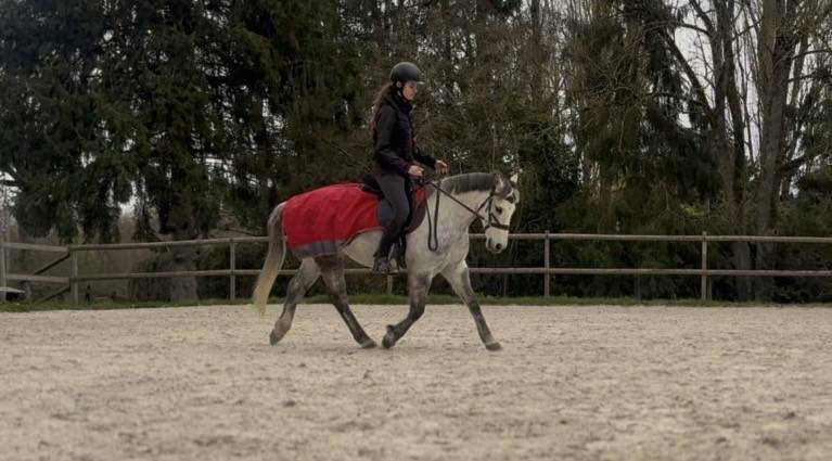 Ruin Franse rijpony PFS Te koop 2016 Schimmel ,  Golden hero 2