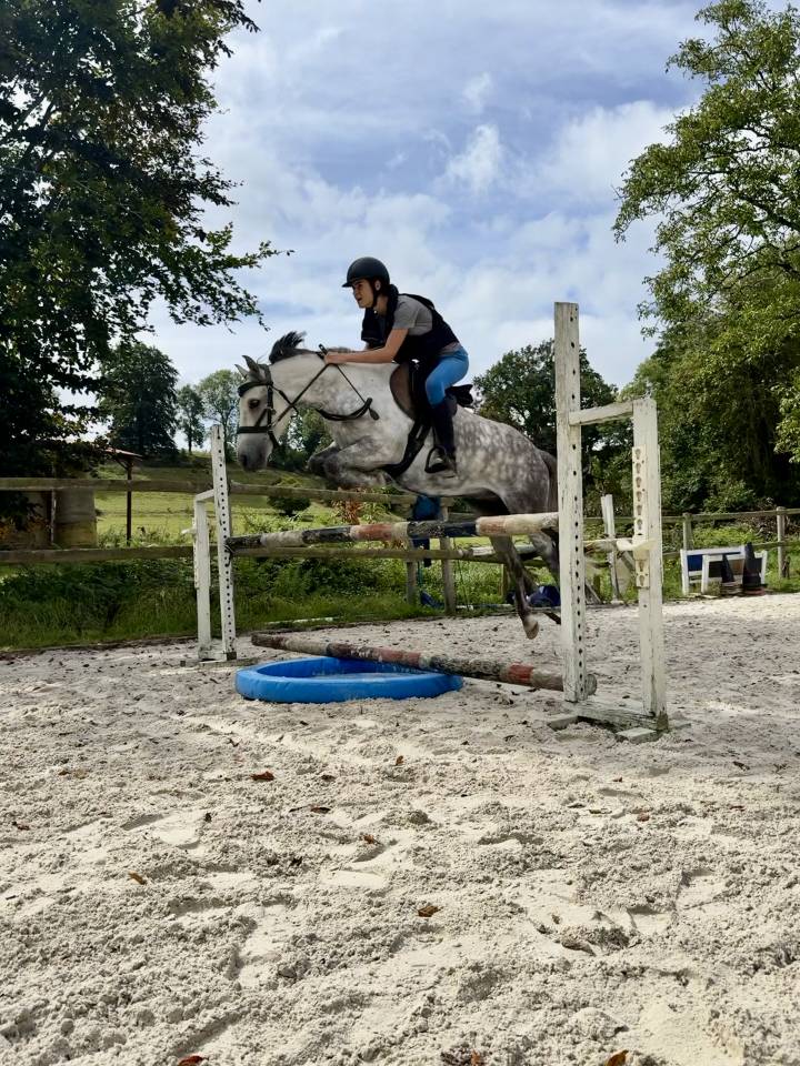 Ruin Franse rijpony PFS Te koop 2016 Schimmel ,  Golden hero 2