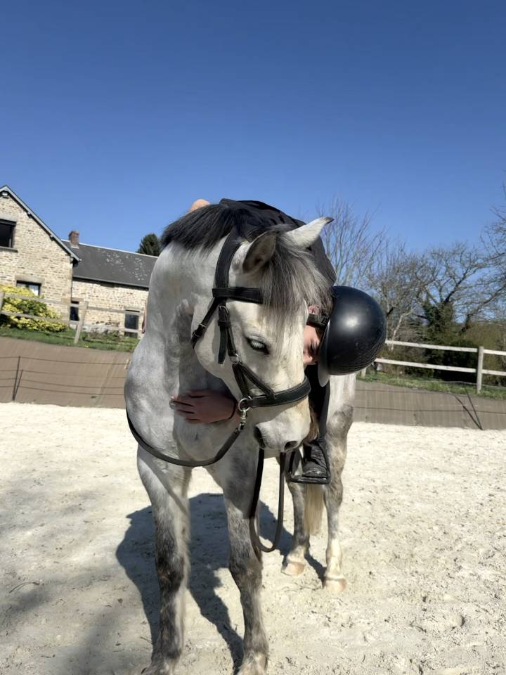 Ruin Franse rijpony PFS Te koop 2016 Schimmel ,  Golden hero 2