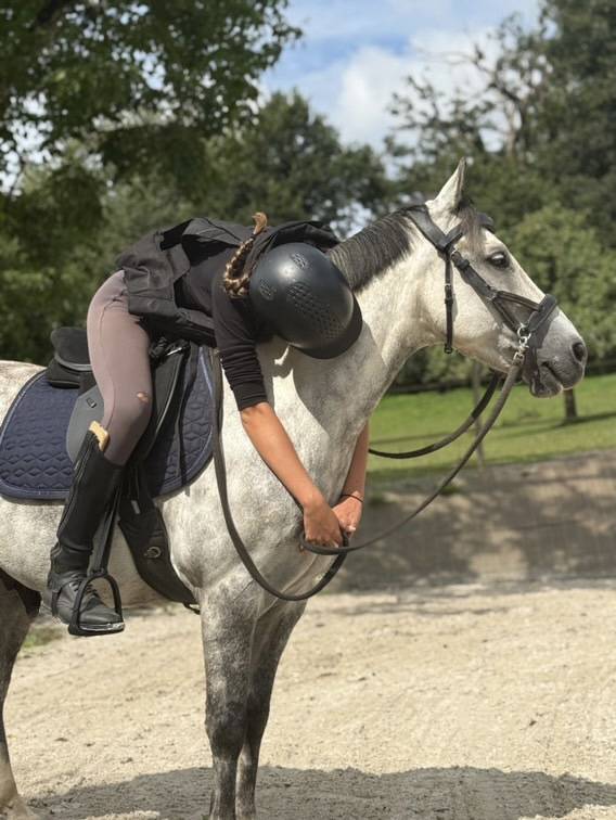 Ruin Franse rijpony PFS Te koop 2016 Schimmel ,  Golden hero 2