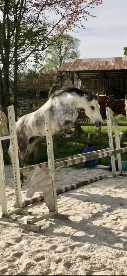 Ruin Franse rijpony PFS Te koop 2016 Schimmel ,  Golden hero 2