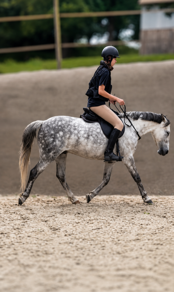 Ruin Franse rijpony PFS Te koop 2016 Schimmel ,  Golden hero 2