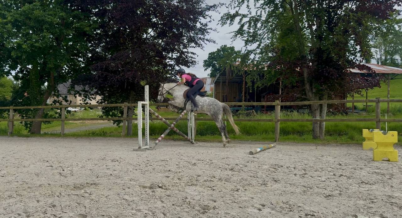 Ruin Franse rijpony PFS Te koop 2016 Schimmel ,  Golden hero 2