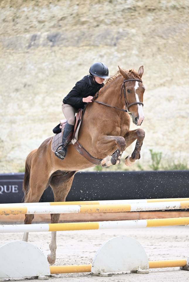 Ruin Selle Fran&ccedil;ais Te koop 2021 Vos