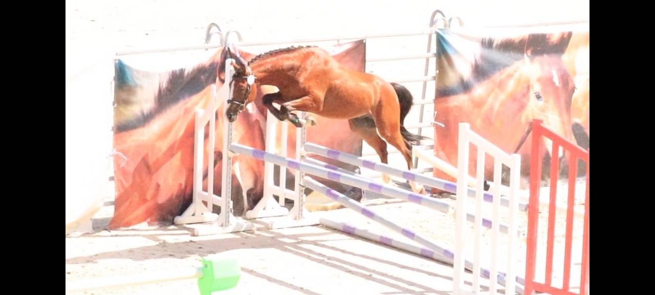Hengst Franse rijpony PFS Te koop 2024 Donker bruin / bai