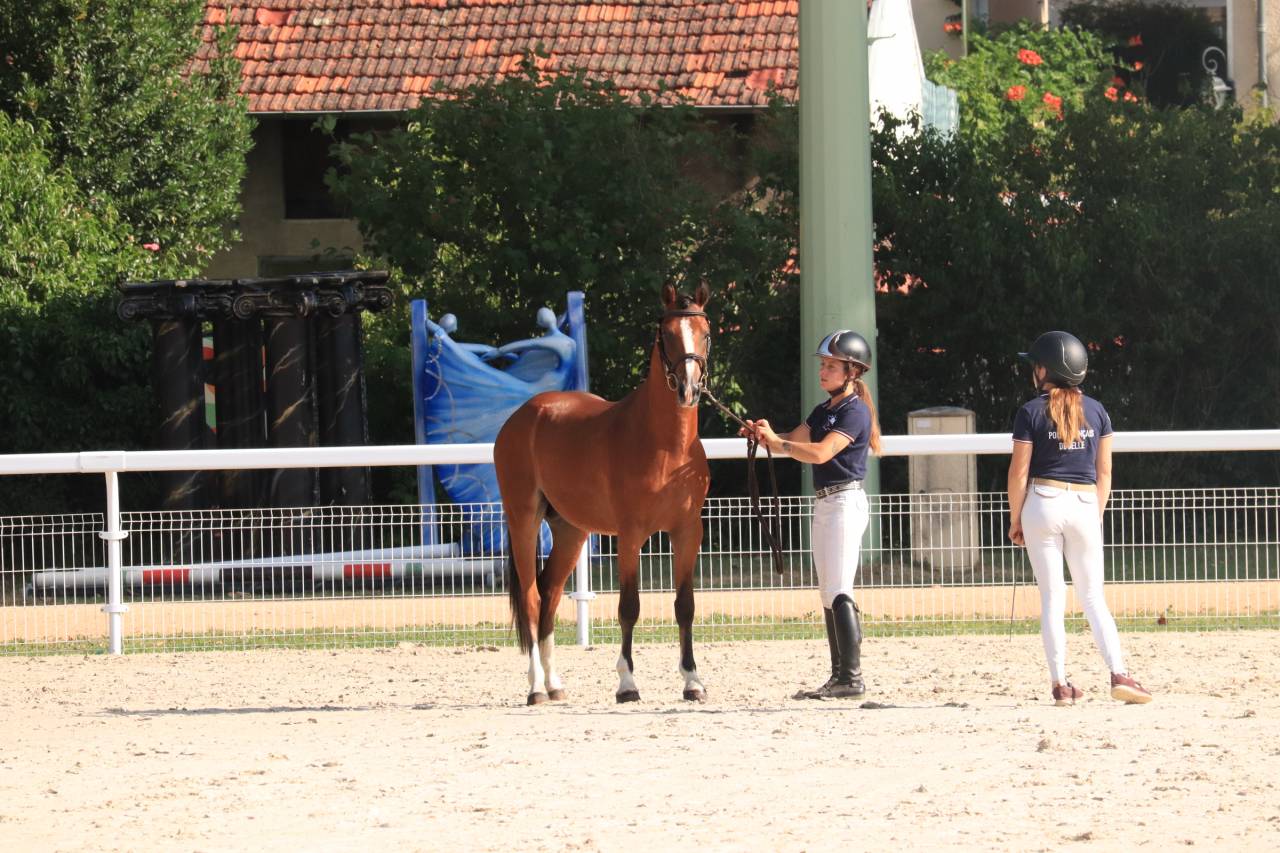 Hengst Franse rijpony PFS Te koop 2024 Donker bruin / bai