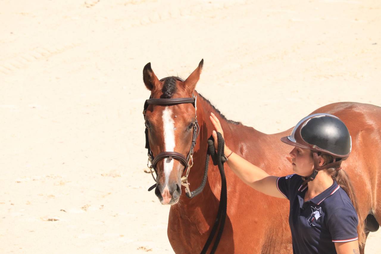 Hengst Franse rijpony PFS Te koop 2024 Donker bruin / bai