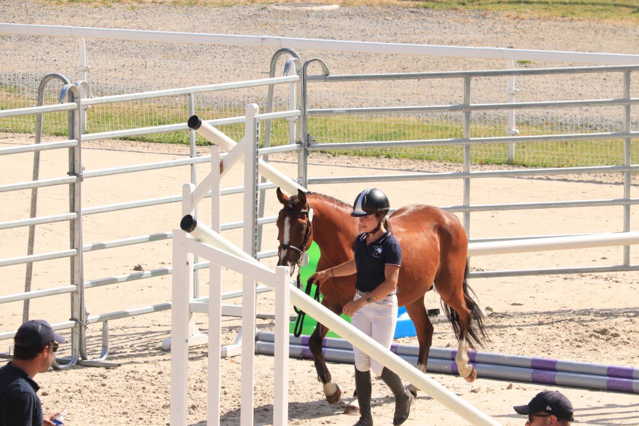 Hengst Franse rijpony PFS Te koop 2024 Donker bruin / bai