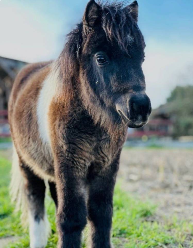 Veulen (ml) Shetland Te koop 2025 Donker bruin / bai
