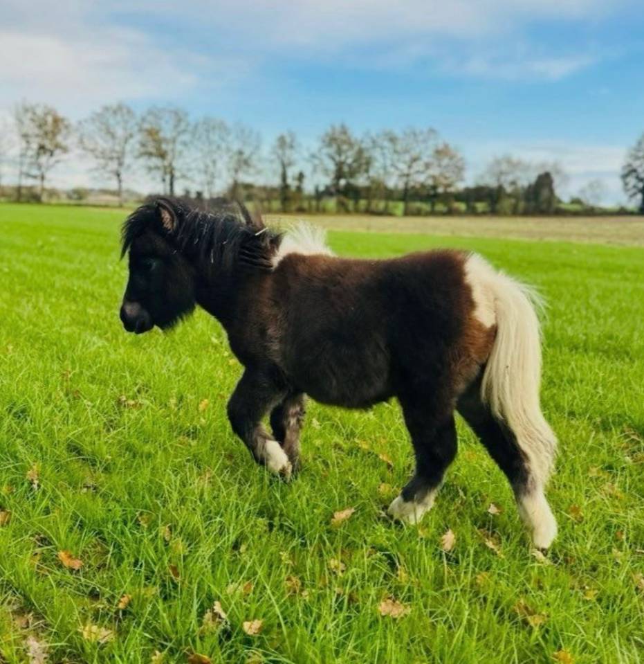 Veulen (ml) Shetland Te koop 2025 Donker bruin / bai