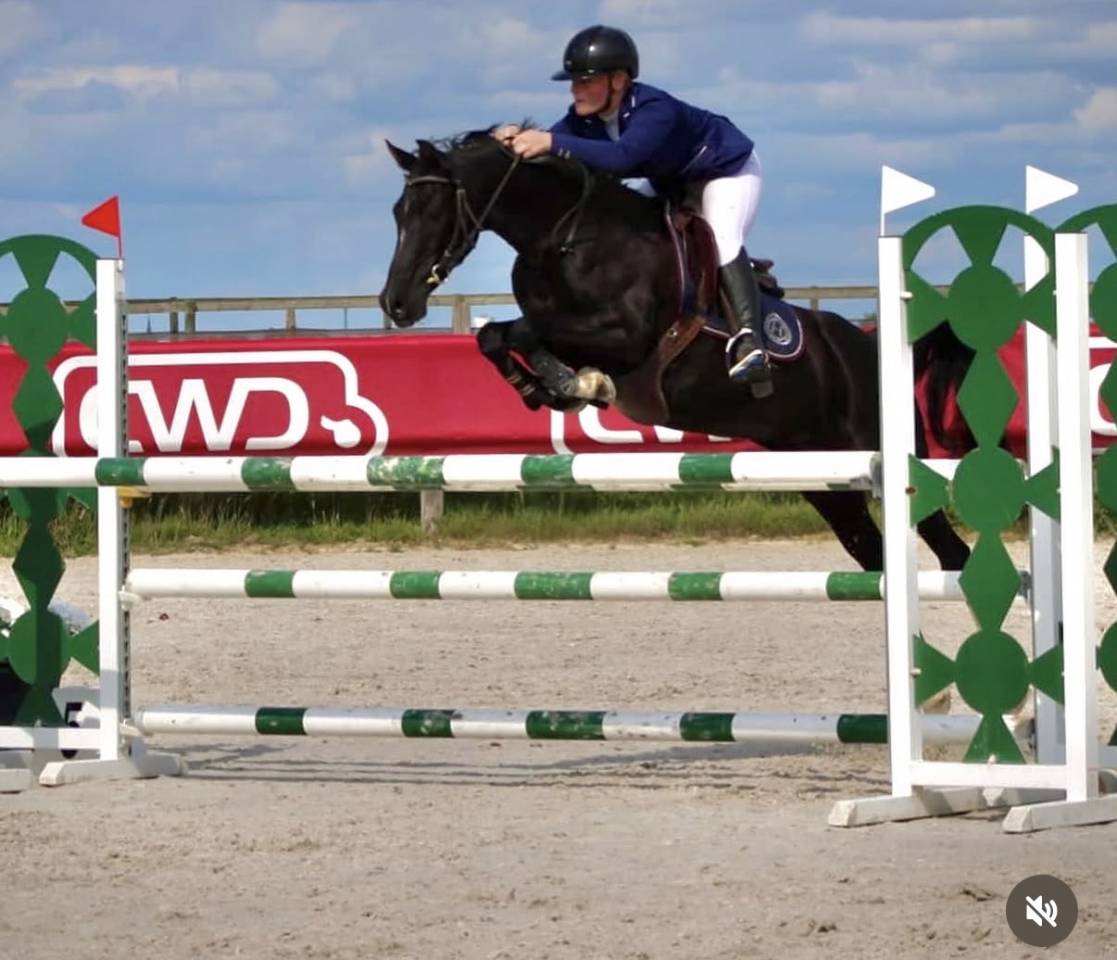 Merrie Nederlandse pony Te leen 2010 Zwart