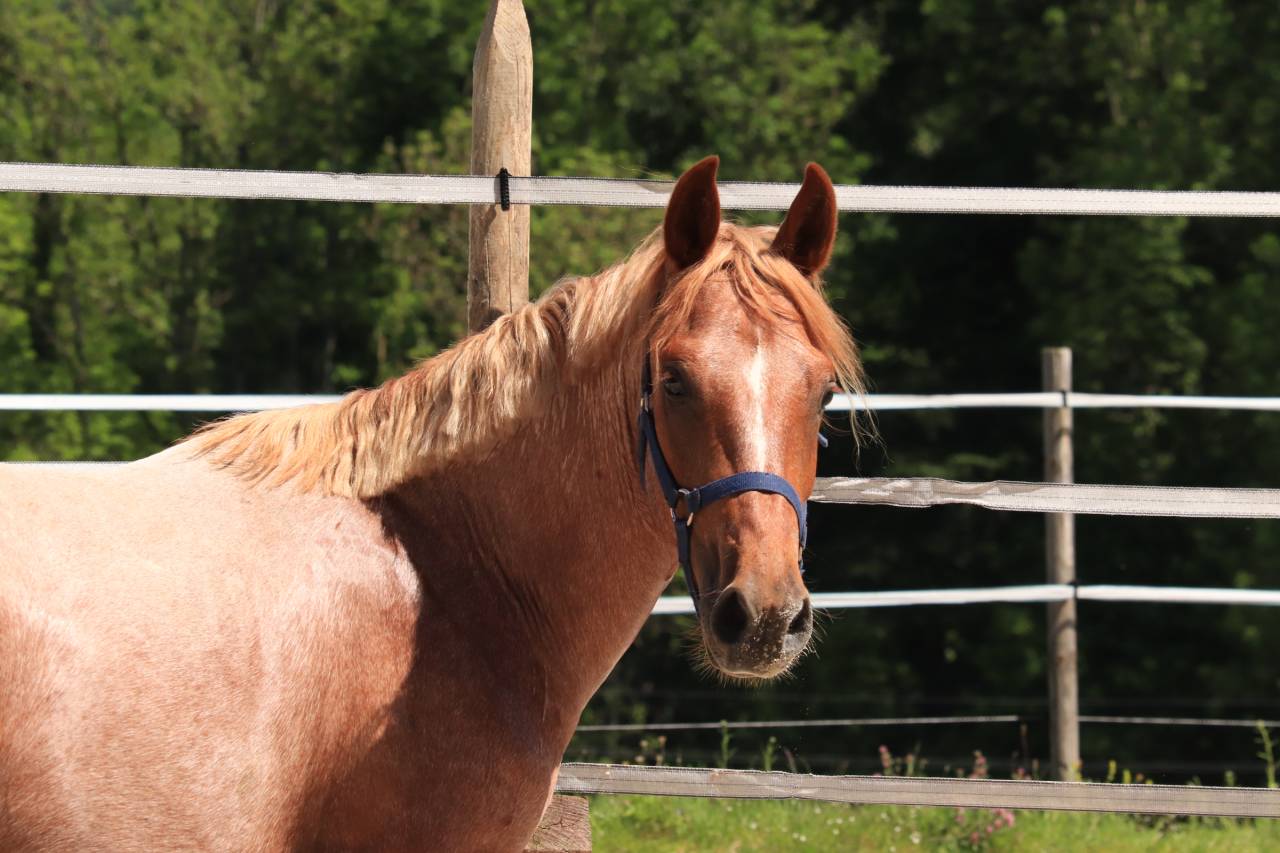 Hengst Franse rijpony PFS Te koop 2024 Bruinroan