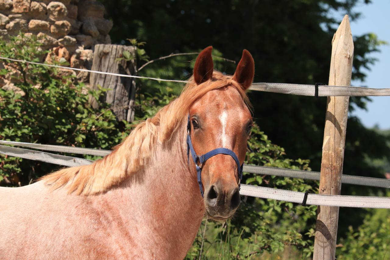 Hengst Franse rijpony PFS Te koop 2024 Bruinroan