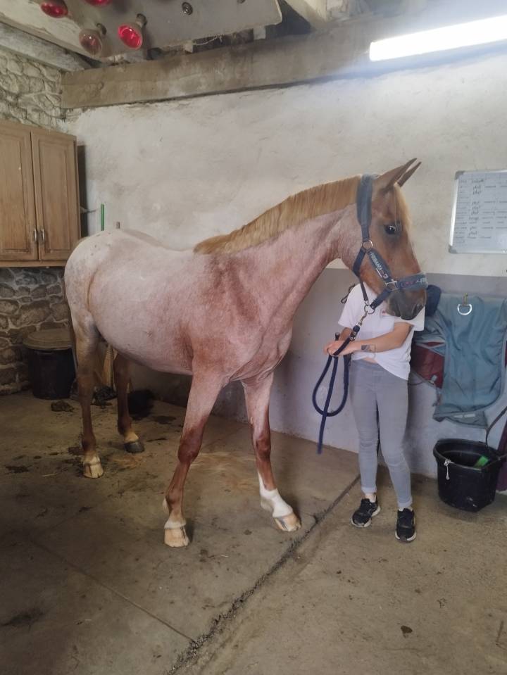 Hengst Franse rijpony PFS Te koop 2024 Bruinroan