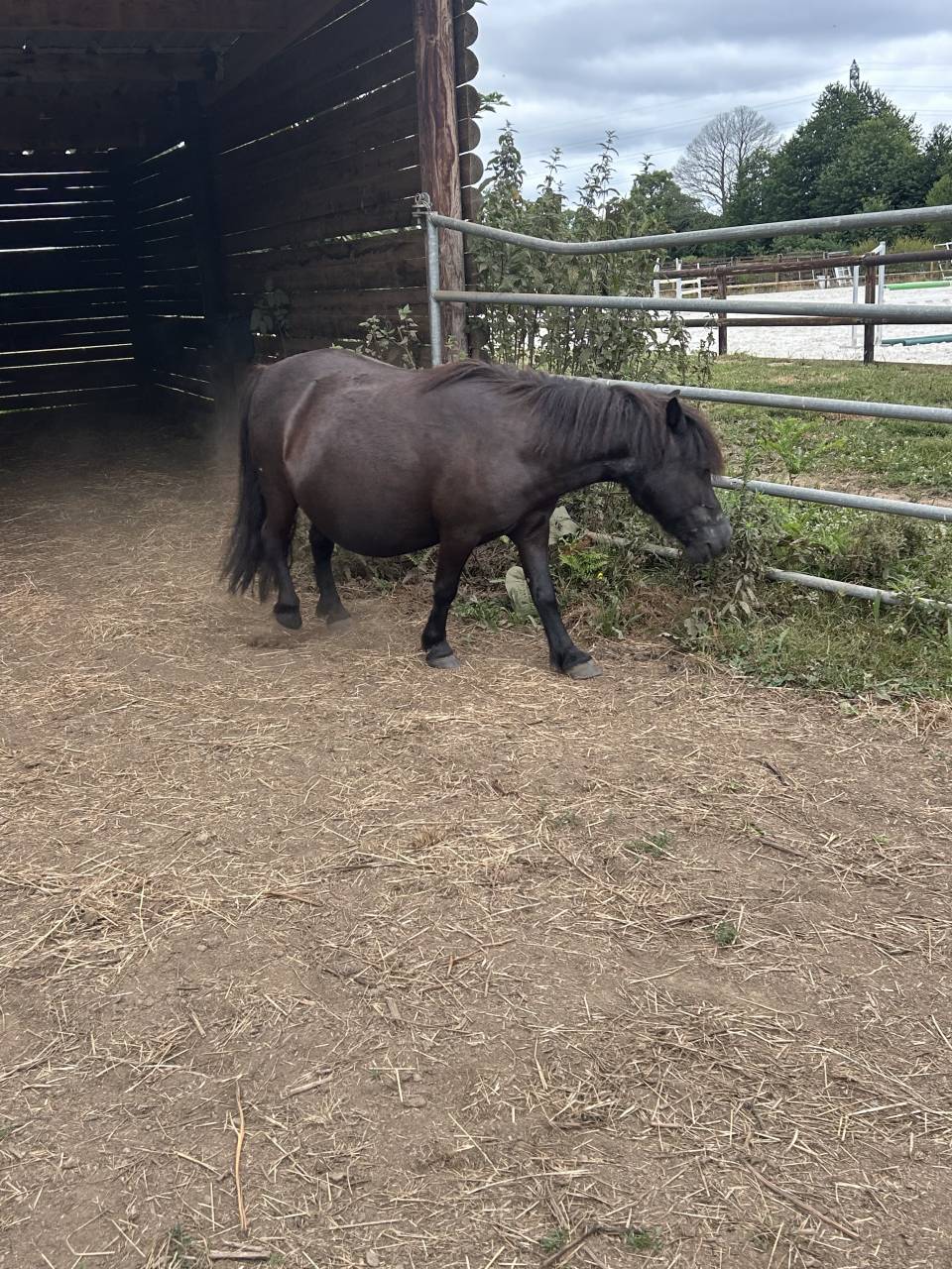 Merrie Shetland Te koop 2007 Zwart