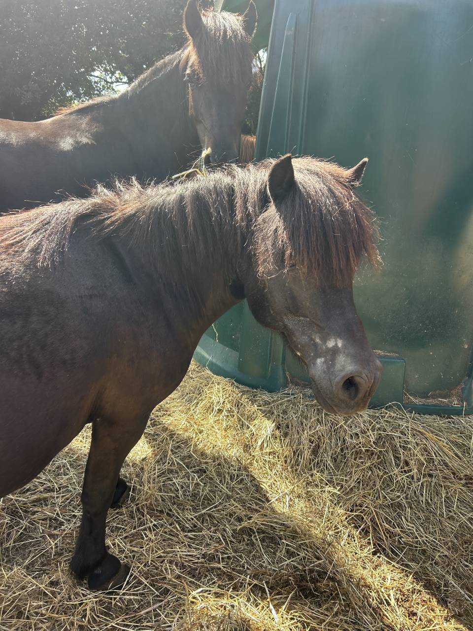 Merrie Shetland Te koop 2007 Zwart