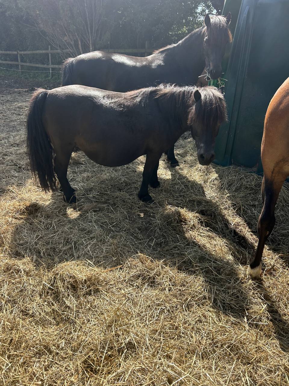 Merrie Shetland Te koop 2007 Zwart