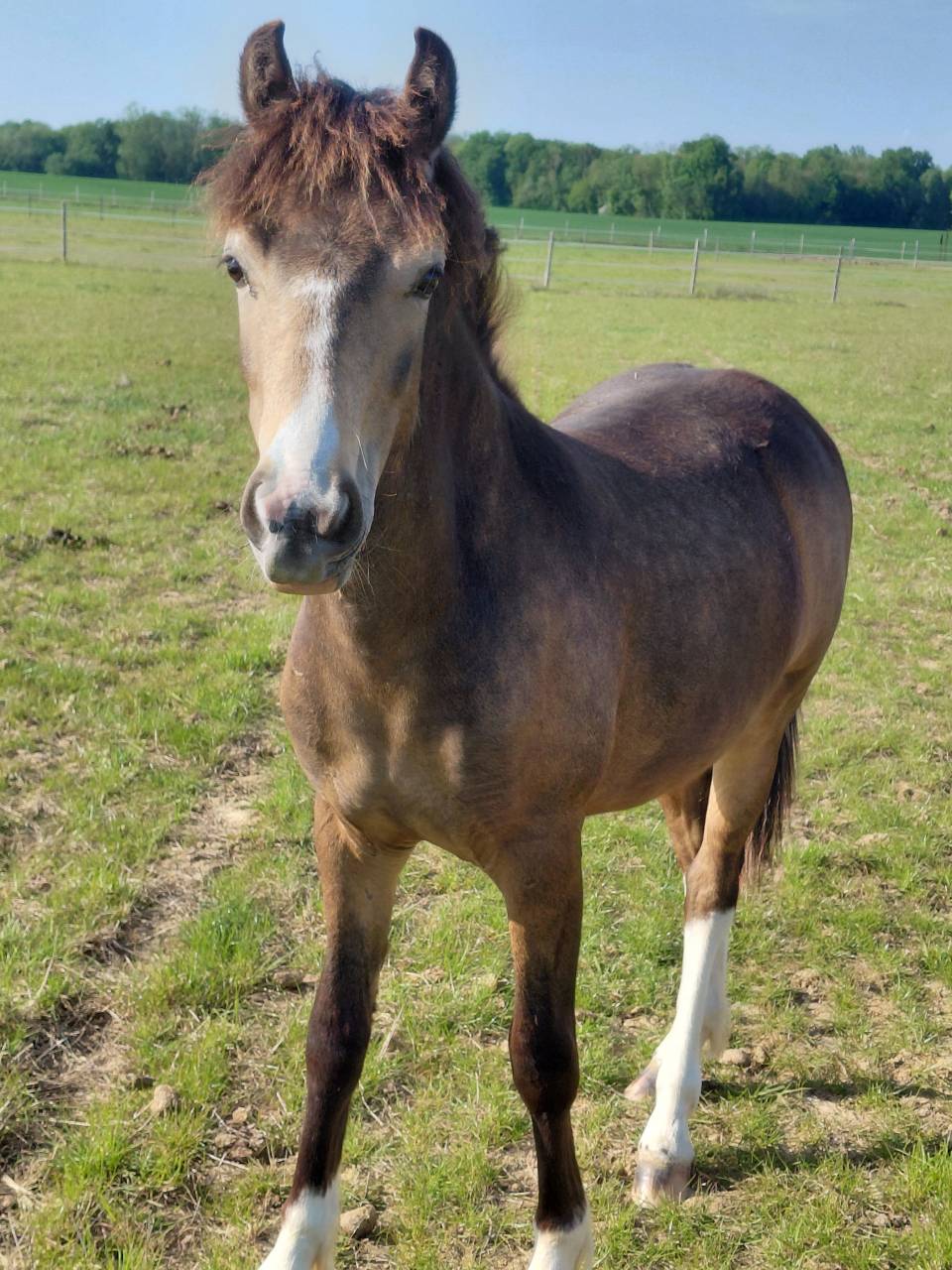 Ruin New Forest Te koop 2025 Isabel ,  Sulaatik's Versage NF