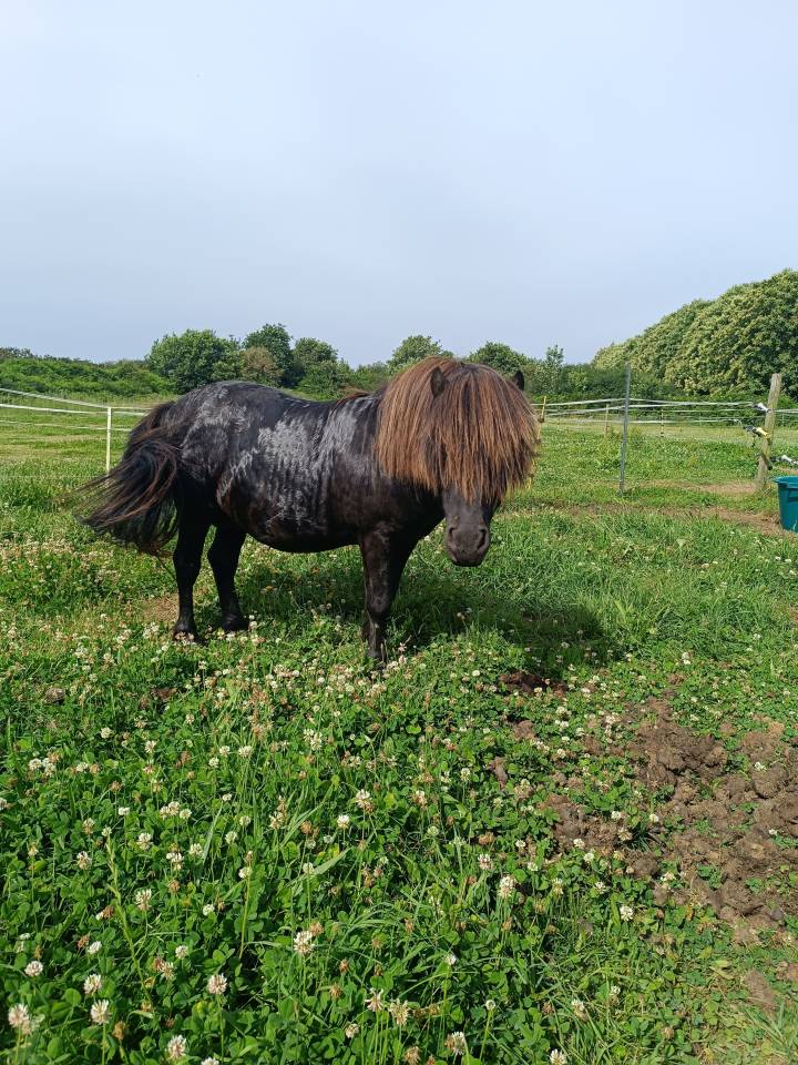 Dekhengst Shetland Te koop 2011 Zwart ,  HUBO V POELZICHT (NLD)