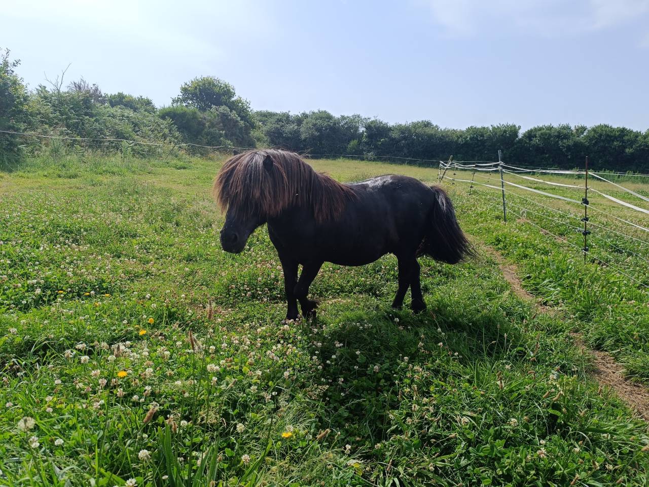 Dekhengst Shetland Te koop 2011 Zwart ,  HUBO V POELZICHT (NLD)
