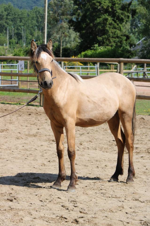 Hengst Franse rijpony PFS Te koop 2025 Isabel ,  Harizona Jour de Nuit