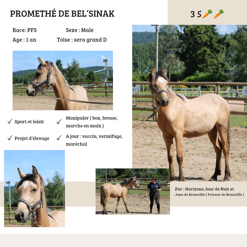 Hengst Franse rijpony PFS Te koop 2025 Isabel ,  Harizona Jour de Nuit
