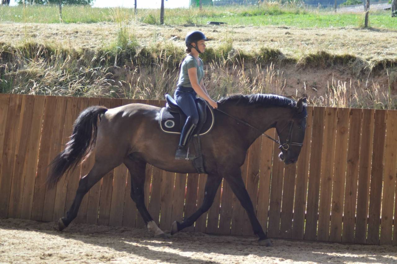 Ruin PRE Puur Ras Spaans Te koop 2018 Bruin / Bai