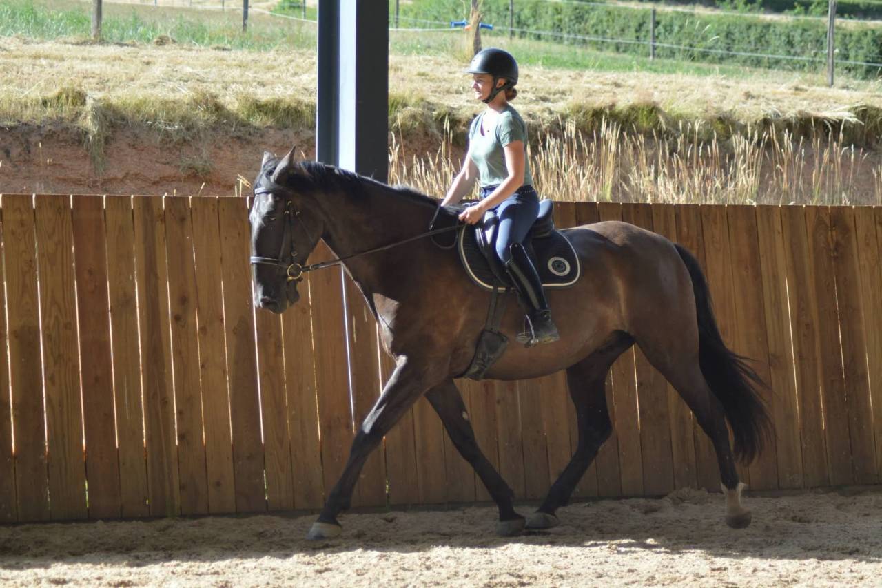 Ruin PRE Puur Ras Spaans Te koop 2018 Bruin / Bai