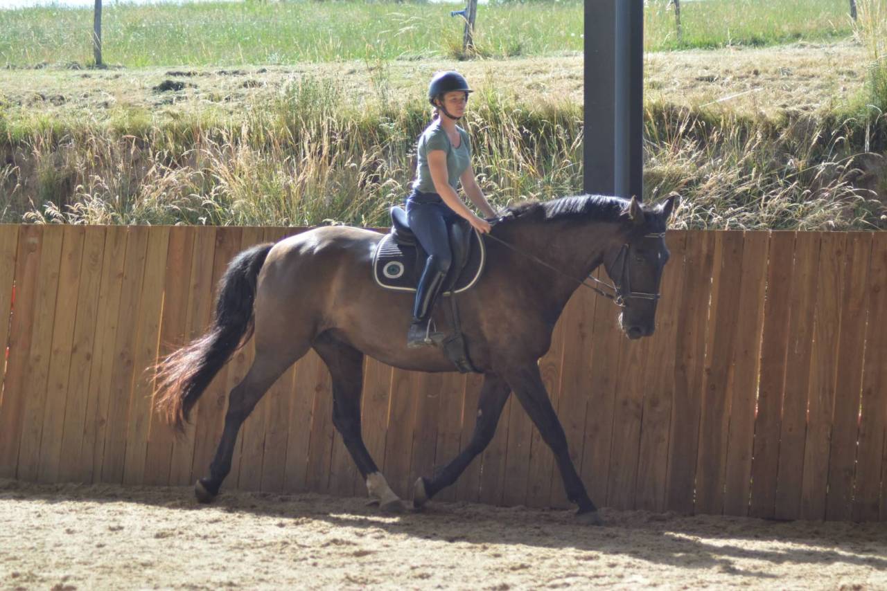 Ruin PRE Puur Ras Spaans Te koop 2018 Bruin / Bai
