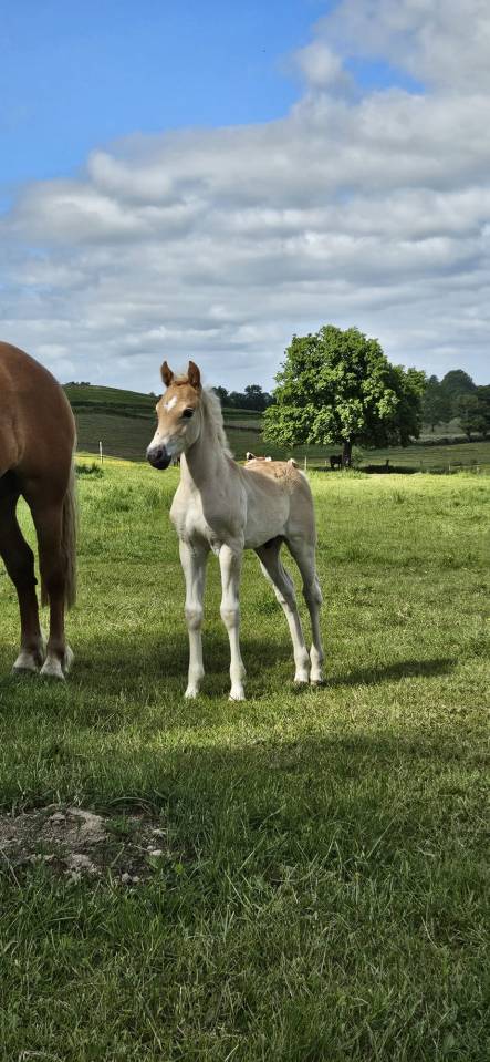 Hengst Haflinger Te koop 2026 Vos ,  AUTAN