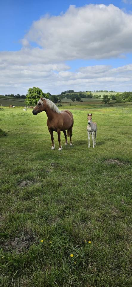 Hengst Haflinger Te koop 2026 Vos ,  AUTAN