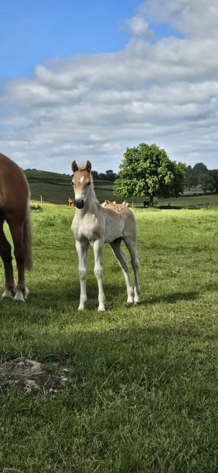Hengst Haflinger Te koop 2026 Vos ,  AUTAN