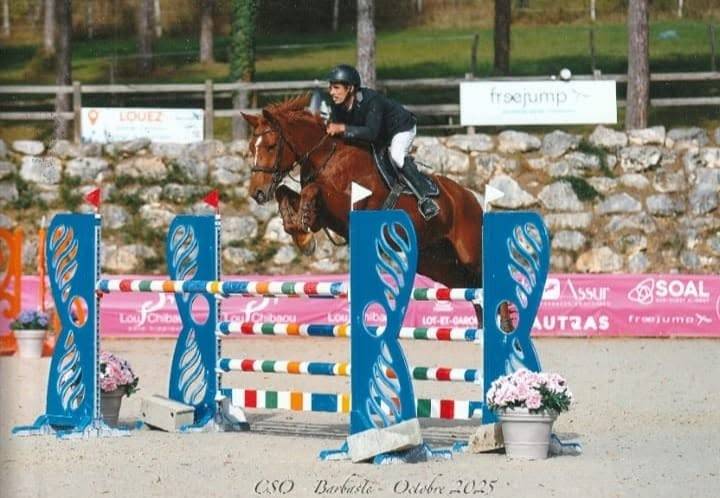 Ruin Selle Fran&ccedil;ais Te koop 2018 Vos ,  KERBA D AUZAY